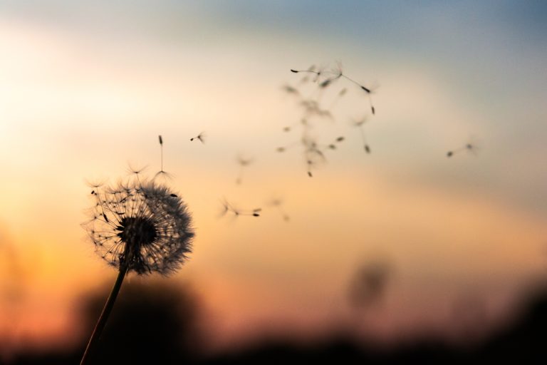 A dandelion in front of a sunset